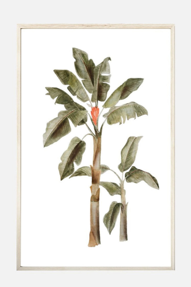 Red Banana Palm- A3 Print